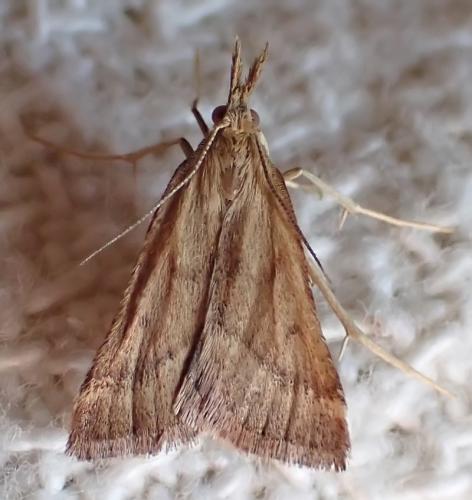 Réf. 307 086 : Synaphe punctalis